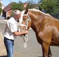 Concours modèle & allures de traits comtois